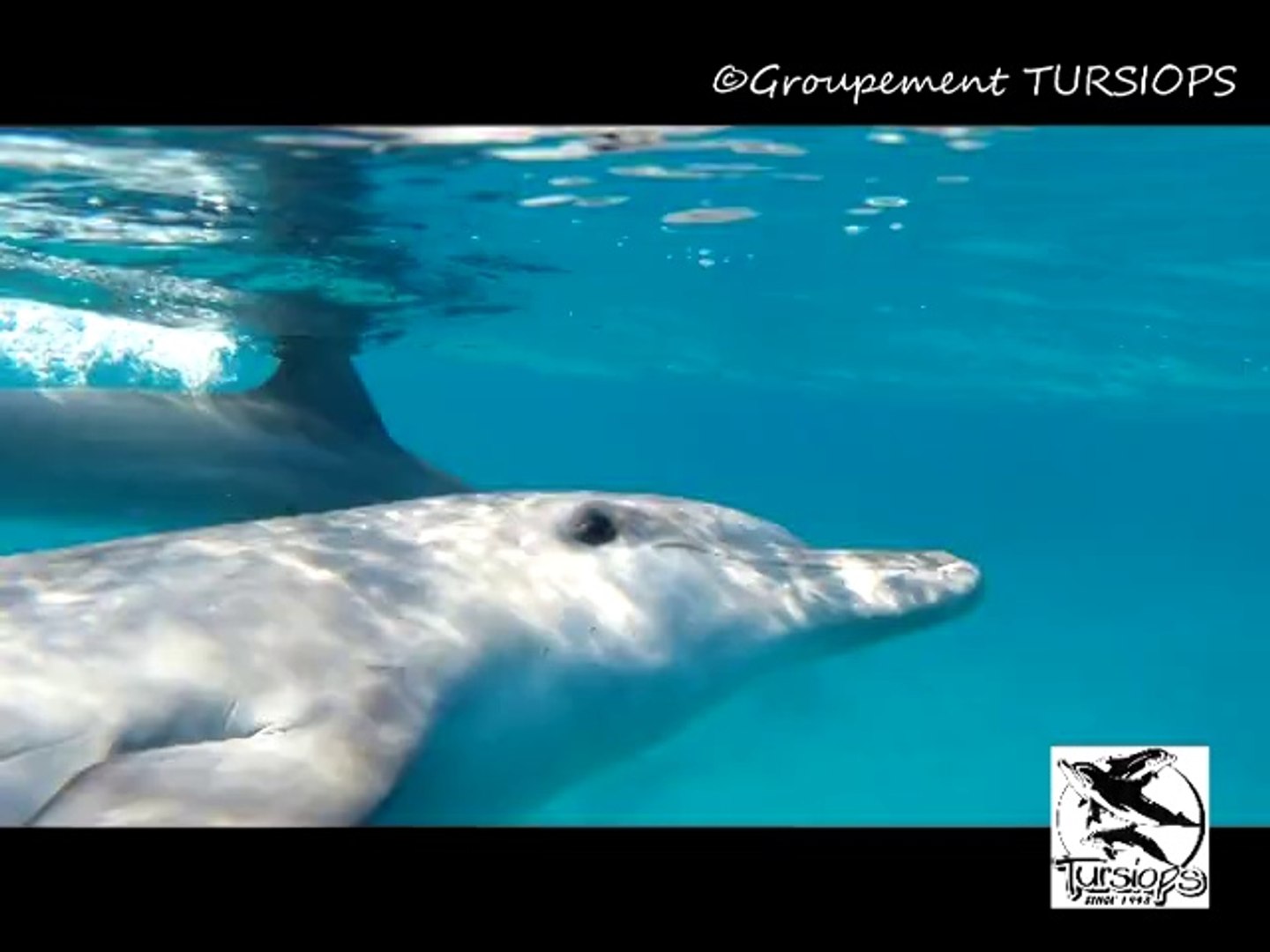 ⁣Eric demay and Dolphins