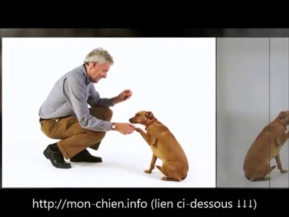 apprendre-comment-dresser-son-chien