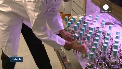 Alghe e rifiuti organici. La scienza a caccia della bio-plastica