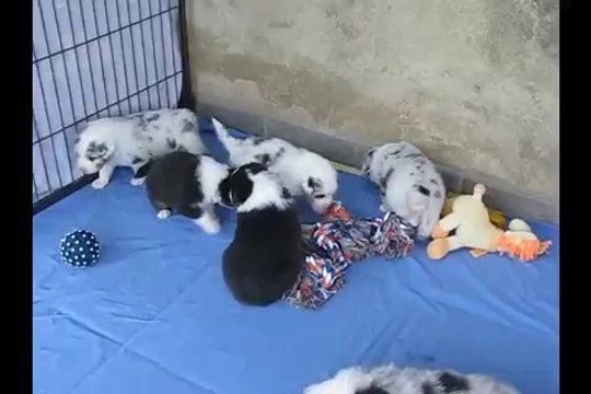 Berger Australien 1 mois