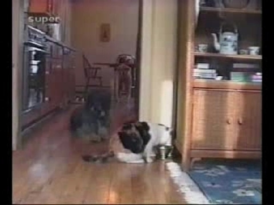 Animaux Gags