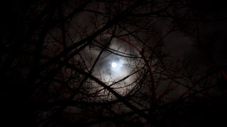 Moon (scary twisted tree silhouette night) 4 - Free stock footage - orangehd.com