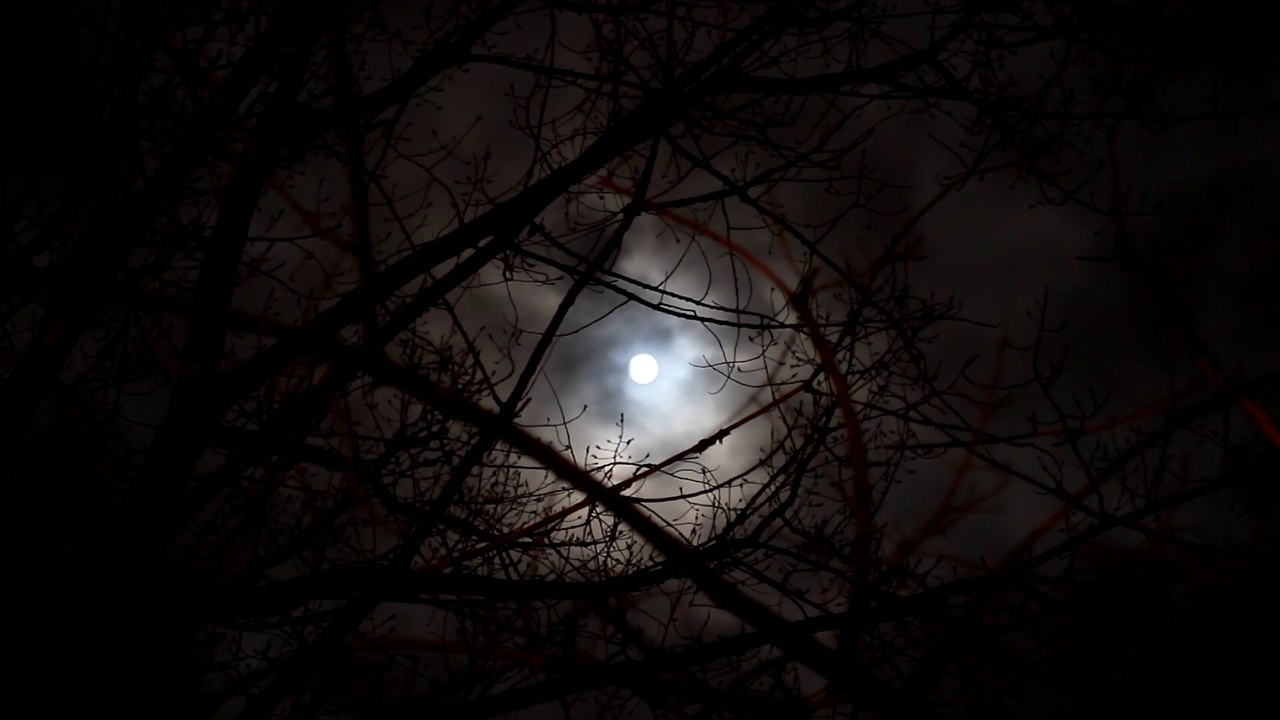 Moon (scary twisted tree silhouette night) 4 - Free stock footage - orangehd.com