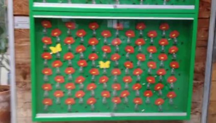 Coquelicots dansants et papillons de Alexandre Dang - Observatoire du monde des plantes ULg