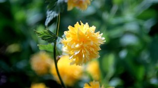 Stock footage - Spring Flowers - OrangeHD.com