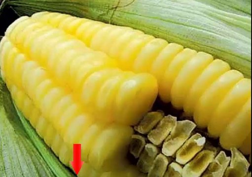 CHOCLOS (ELOTES) DELICIOSOS