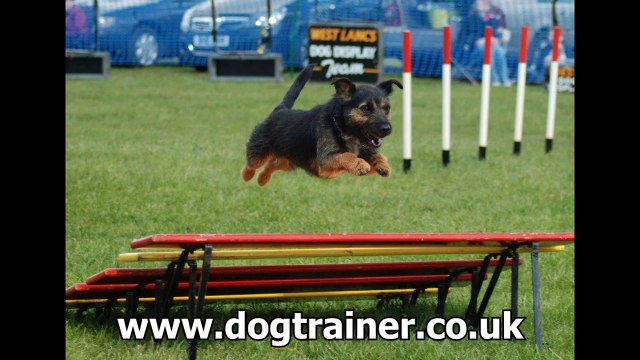 Puppy Training Classes Liverpool, Dog Training Classes Liverpool, dogtrainer.co.uk