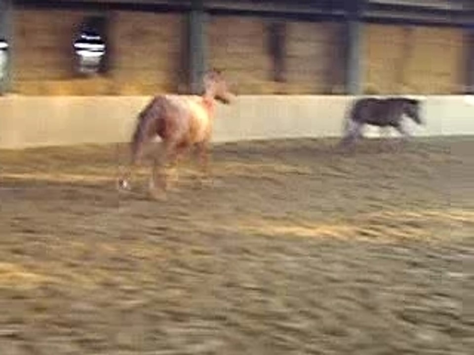 galop en libreté