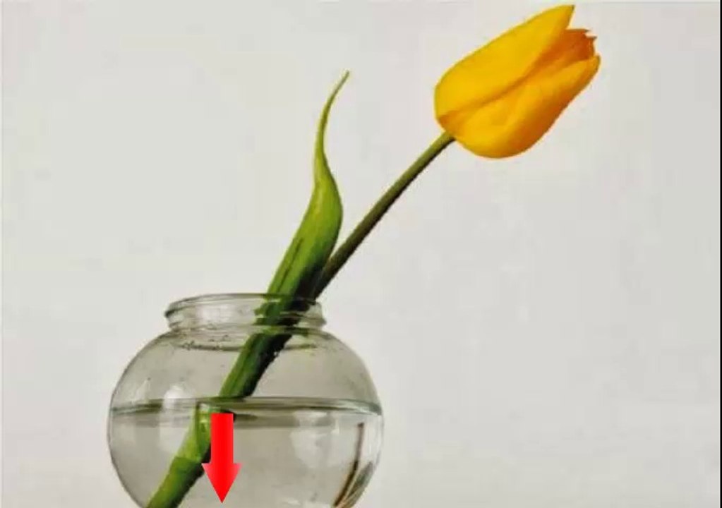 FLORERO SIN MAL OLOR