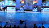SeaWorld Orlando's  One Ocean  Show - OPENING DAY (Full Show)[320x240]