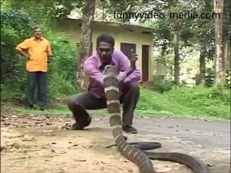 Chinese cobra