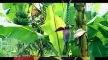 Bebe Cool - Born In Africa