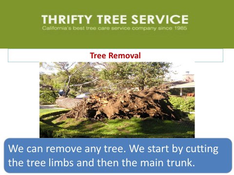 Thrifty Tree Services Inc : Tree Treatment in CA