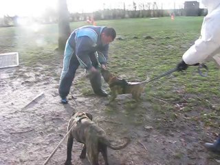 ring sportif dogo canario