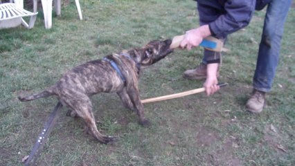 ring sportif dogo canario
