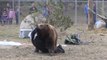 Grizzly bears versus a campsite!