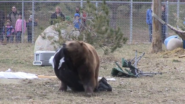 Grizzly bears versus a campsite!