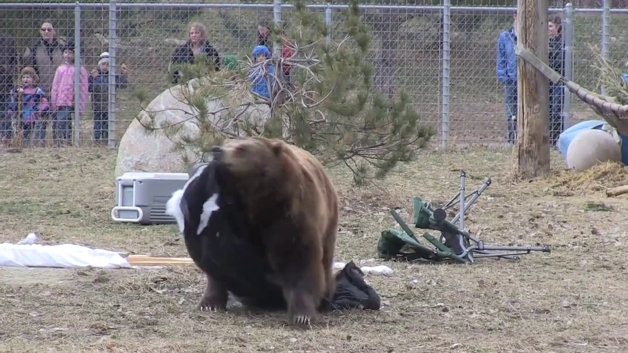 Grizzly bears versus a campsite!