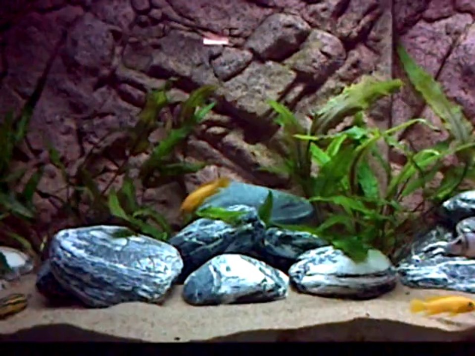 Julidochromis Regani Kipili Sauvages + Neolamprologus Leleupi Uvira Sauvages + Julidochromis Ornatus Zambie Sauvages