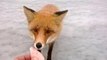 Hand feeding a fox while ice fishing