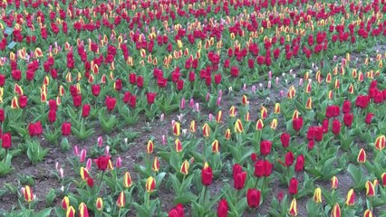 Pays-Bas: le Keukenhof, le plus grand jardin à bulbes au monde