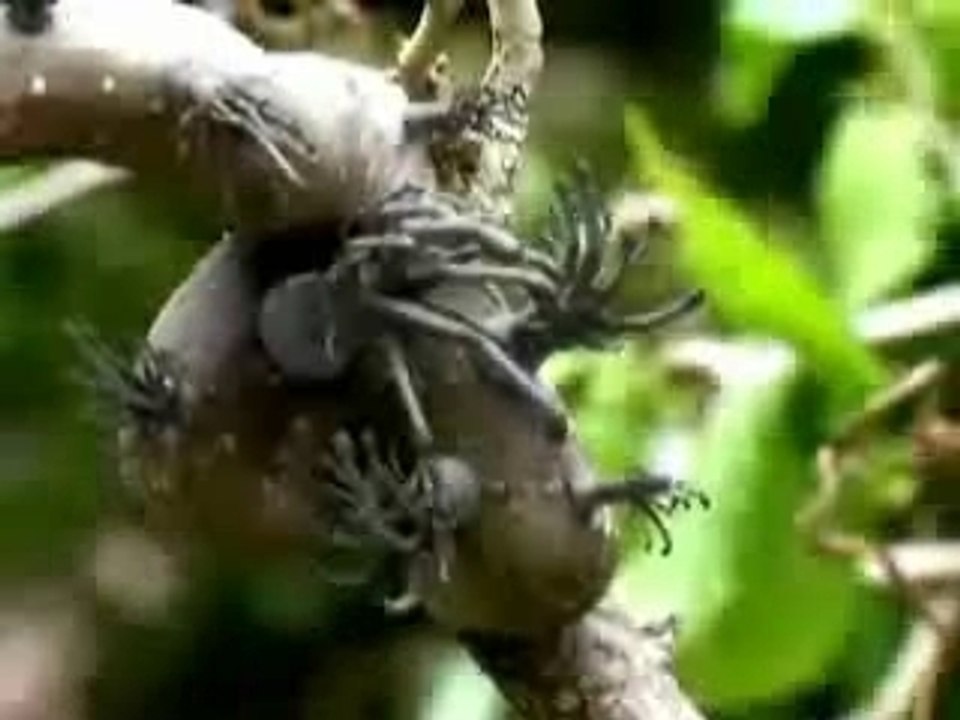 nature bizarre paranormal