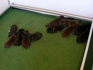 Chiots de Fidji a 4 jours