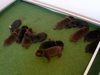 chiots à 4 jours