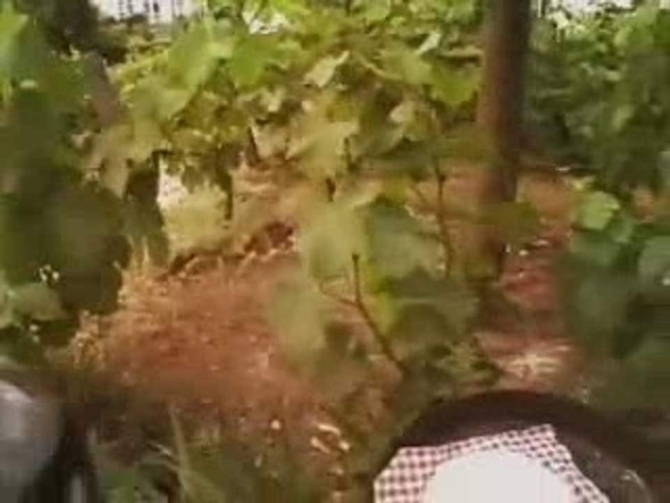 CLIP - Qhuit Svinkels Dsl - Prohibition