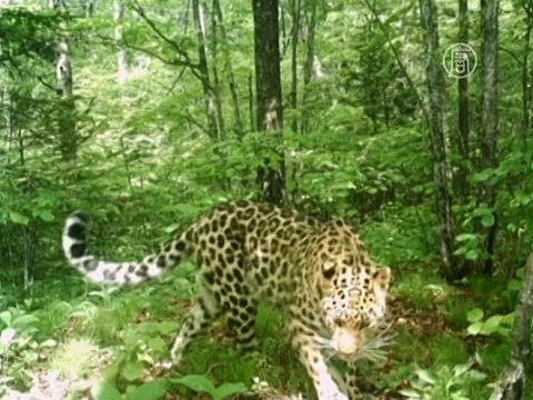 Пограничники КНР сняли на видео пару леопардов