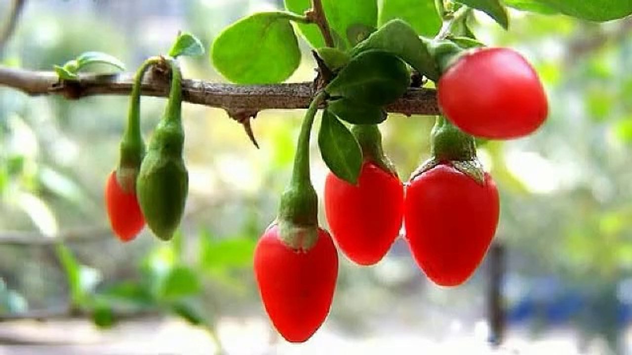 5 Greatest Video Advertising Mistakes to Prevent-408-390-4876