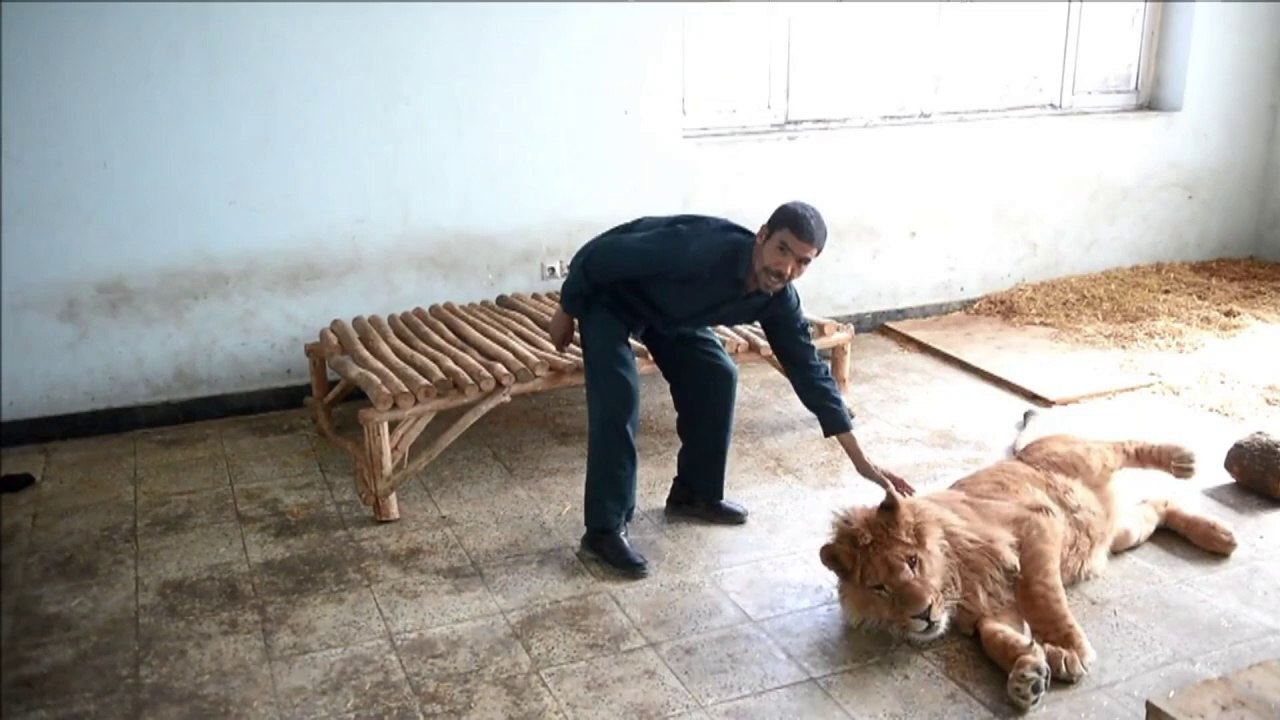Geretteter löwe ist neue attraktion im zoo von kabul