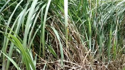 M13 Climbs Active Volcano??? -  Sean 5