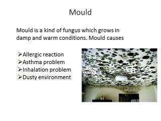 Mould Removal Toronto and Mould Remediation