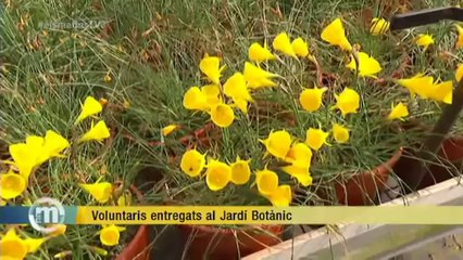 TV3 - Els Matins - Voluntaris entregats al Jardí Botànic