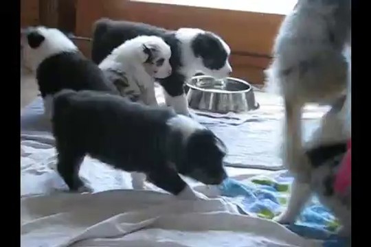 Bergers Australiens 1 mois