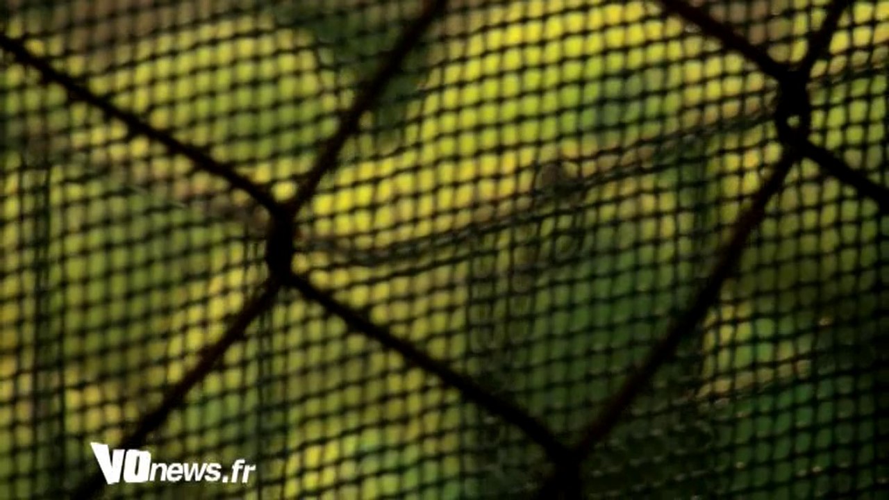 Le Padel à Auvers