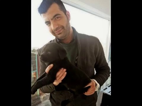 satılık labrador yavruları iletişim için _ 0543 659 72 02