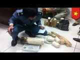 Two men arrested in Siem Reap airport with 80 kg of ivory