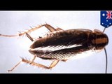 Large cockroach removed from Australian man Hendrik Helmer's ear