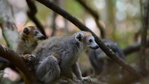 Island of Lemurs Madagascar - Behind the Scenes