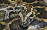 Hybrid Giant Pythons found in Florida (Documentary 2014) - Hybrid Giant Python