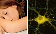 Study: Sleep Loss Kills Brain Cells, Triggers Alzheimer's