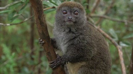 "Island of Lemurs: Madagascar" - Behind-the-Scenes