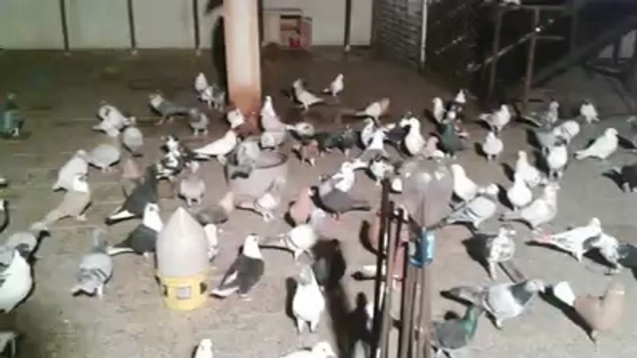 Mehmet AK Şanlıurfa filo güvercinleri- www.guvercinurfa.com