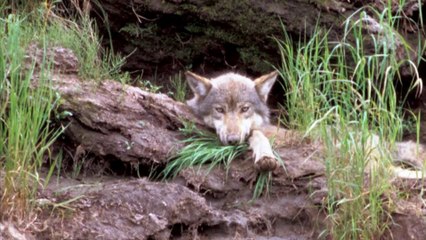 Enorme fraude por daños del lobo: Entrevista portavoz ecologistas