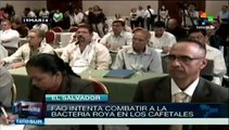 FAO refuerza acciones para combatir la roya cafetalera en El Salvador