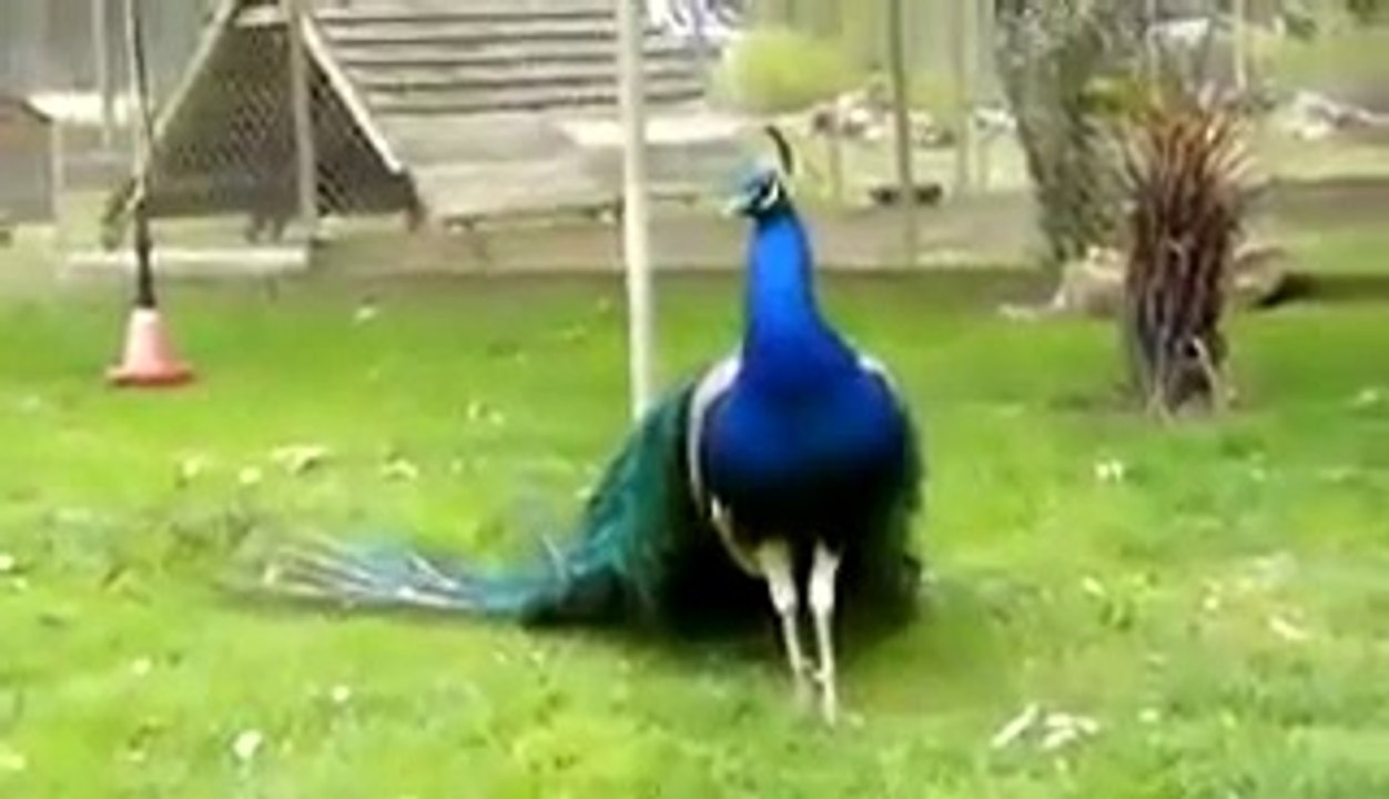 NICE VIDEO