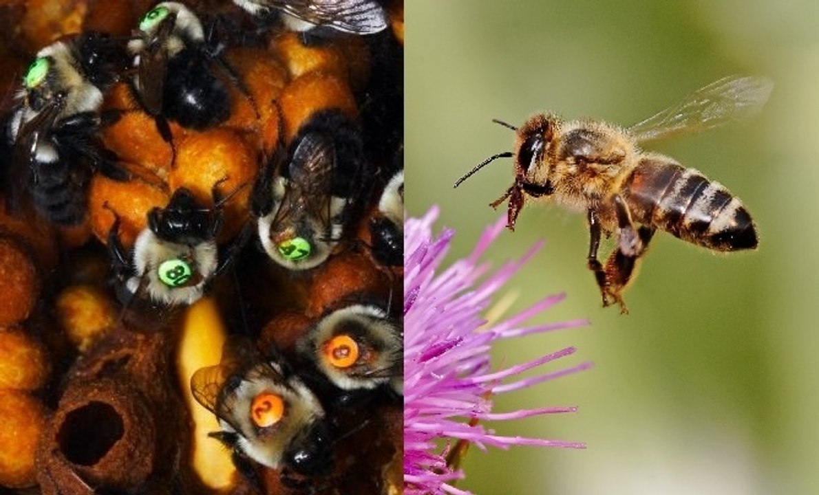 Research Shows Bees Can Learn And Solve Complex Problems