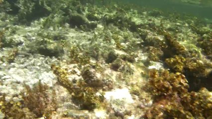 petite baignade entre amis aujourd'hui a petite terre